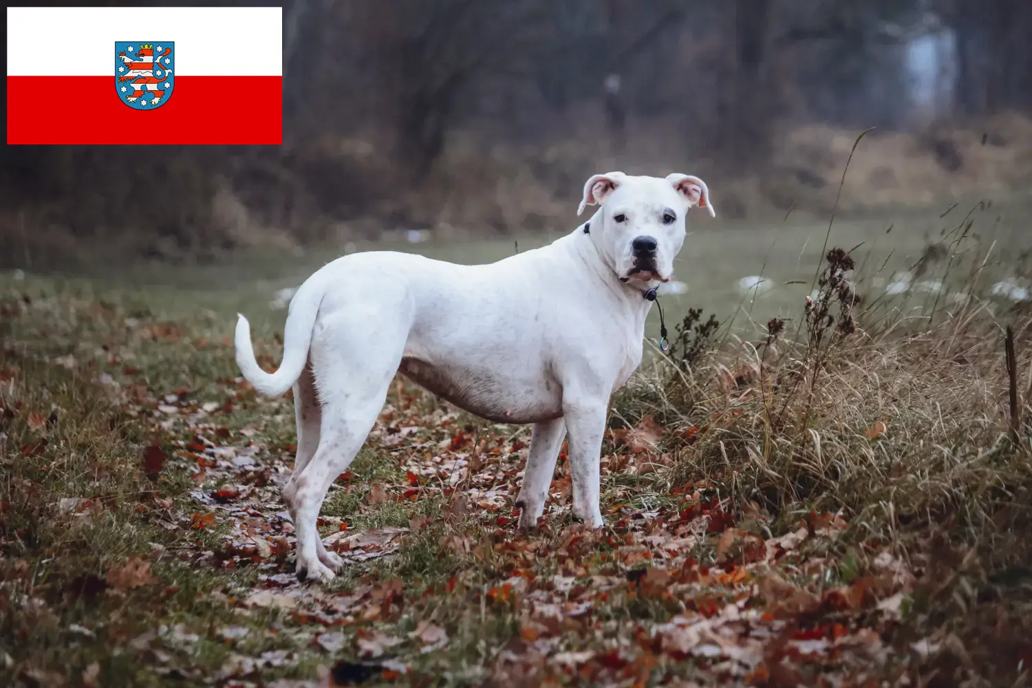 Read more about the article Dogo Argentino tenyésztők és kölykök Türingiában