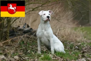 Read more about the article Dogo Argentino tenyésztők és kölykök Alsó-Szászországban