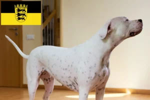 Read more about the article Dogo Argentino tenyésztők és kölykök Baden-Württembergben