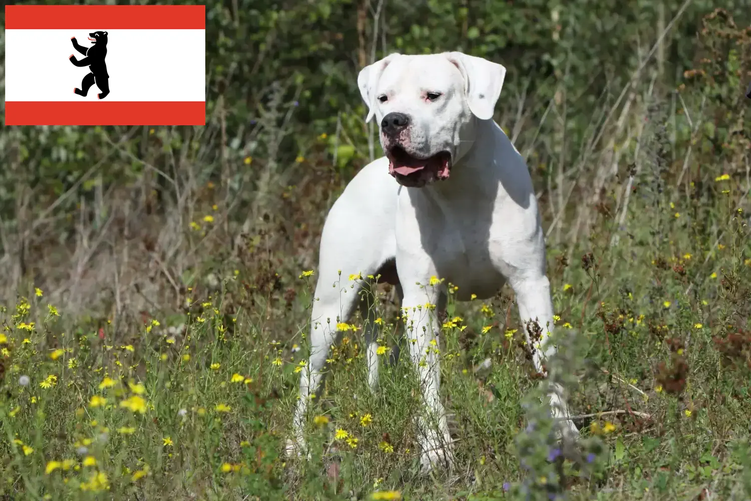 Dogo Argentino kölykök és tenyésztők Berlin Itt megtalálja a berlini Dogo Argentinos tenyésztőket.