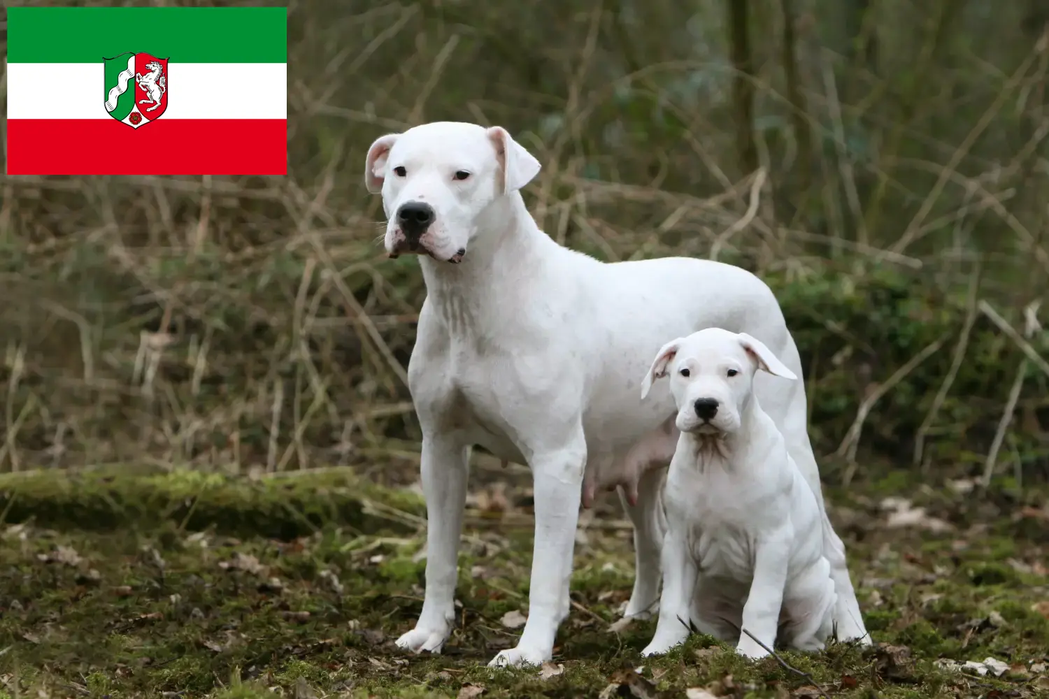 Dogo Argentino kiskutyák és tenyésztők Észak-Rajna-Vesztfália Itt megtalálhatja a Dogo Argentinos tenyésztőket Észak-Rajna-Vesztfália területén.