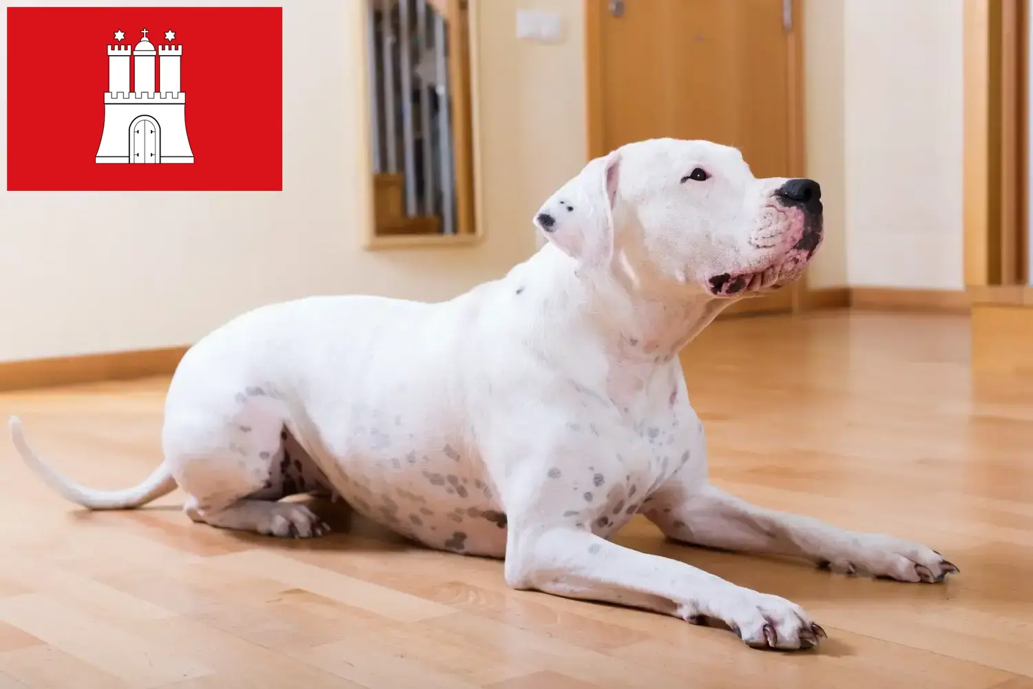 Dogo Argentino kiskutyák és tenyésztők Hamburg Itt talál Dogo Argentinos tenyésztőket Hamburgban.