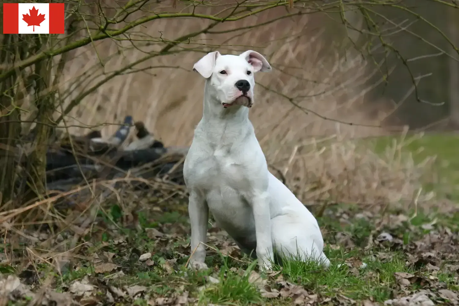 Dogo Argentino kölykök és tenyésztők Kanada Keress Dogo Argentinos tenyésztőket Kanada területén.