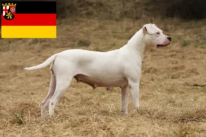 Read more about the article Dogo Argentino tenyésztők és kölykök Rajna-vidék-Pfalzban