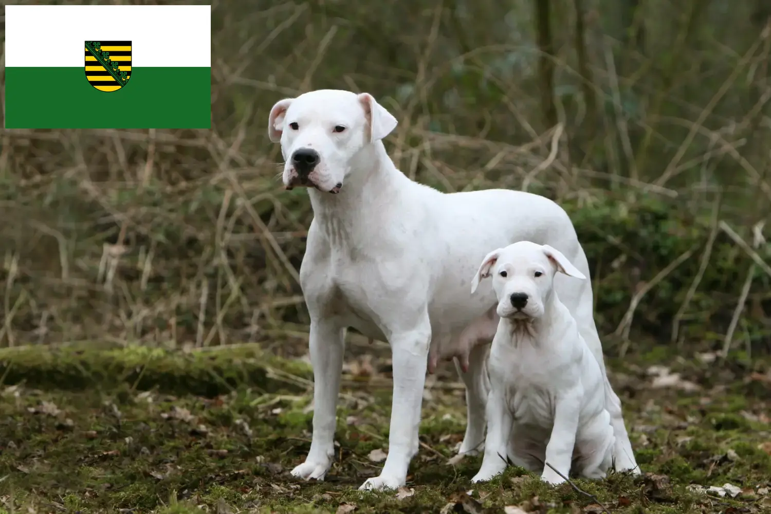 Read more about the article Dogo Argentino tenyésztők és kölykök Szászországban