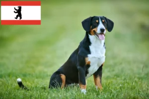 Read more about the article Entlebucher hegyikutya tenyésztő és kölykök Berlinben