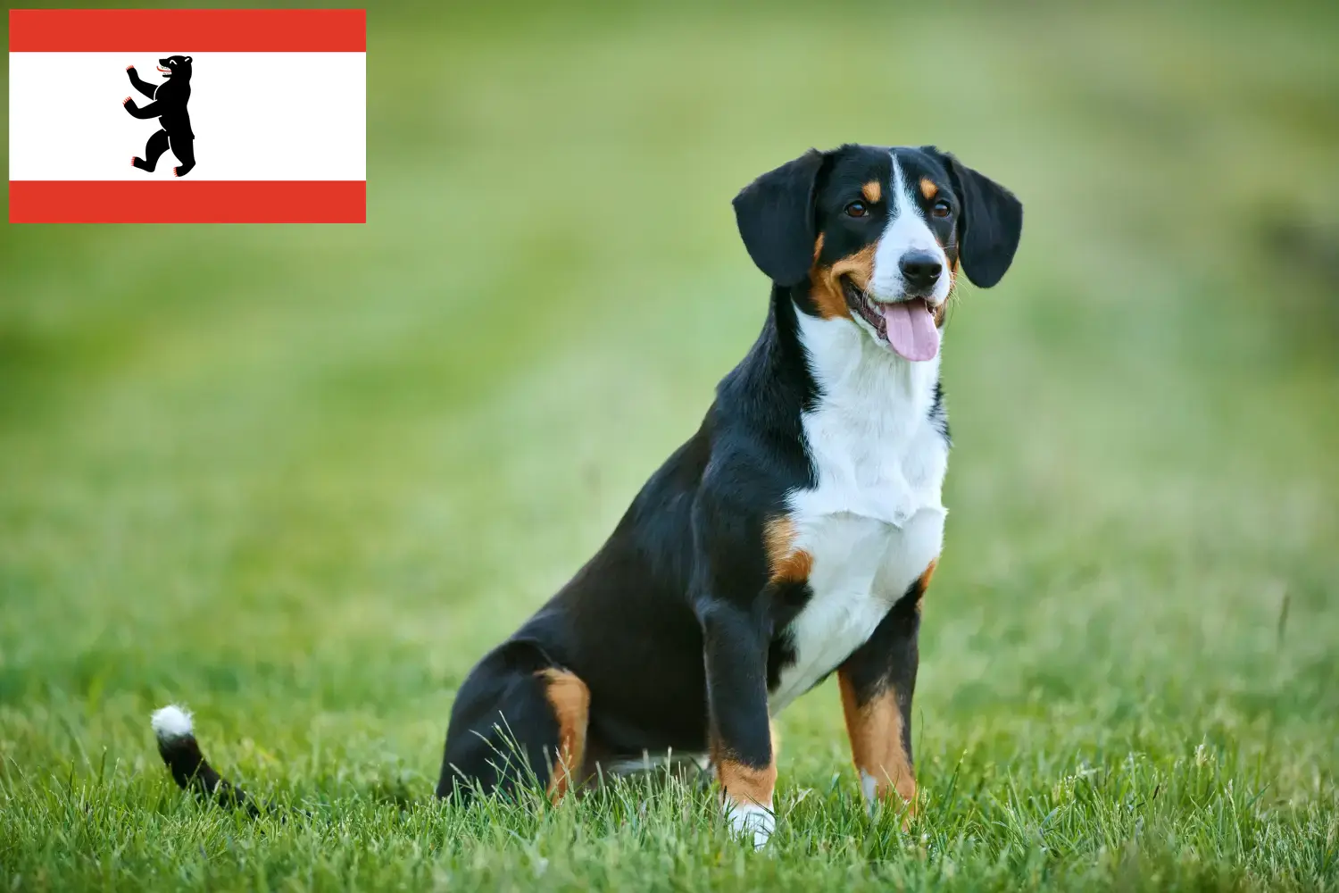Read more about the article Entlebucher hegyikutya tenyésztő és kölykök Berlinben