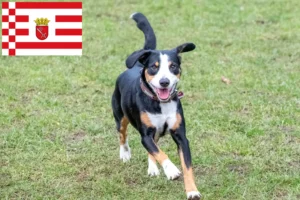 Read more about the article Entlebucher hegyikutya tenyésztő és kölykök Brémában