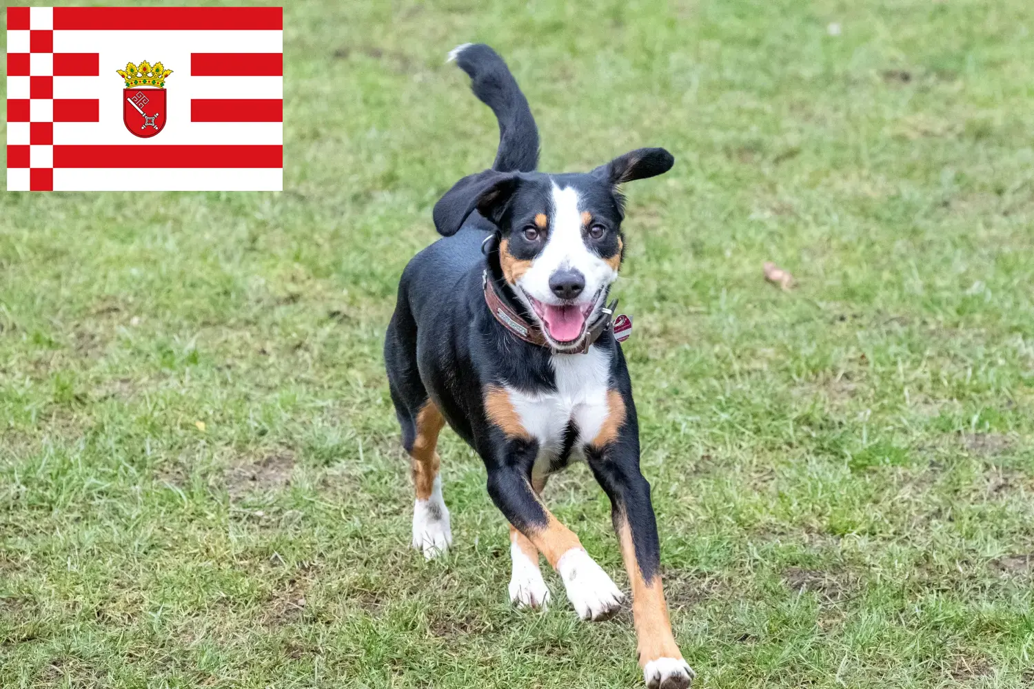 Read more about the article Entlebucher hegyikutya tenyésztő és kölykök Brémában