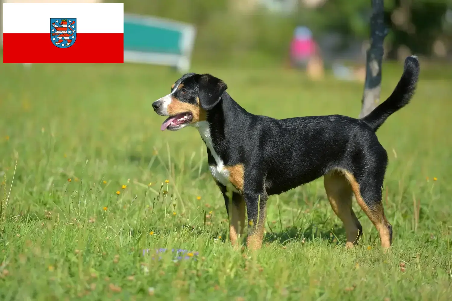 Read more about the article Entlebucher hegyikutya tenyésztő és kölykök Türingiában