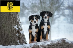 Read more about the article Entlebuch hegyikutya tenyésztő és kölykök Baden-Württembergben