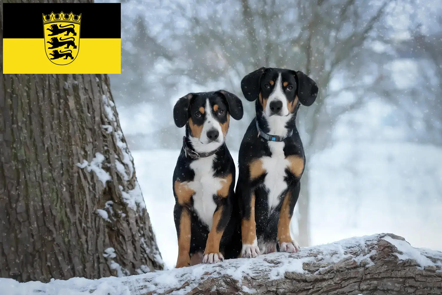Entlebucher hegyikutya kölykök és tenyésztők Baden-Württemberg tartományban Itt Entlebucher hegyikutya tenyésztőket találhat Baden-Württembergben.
