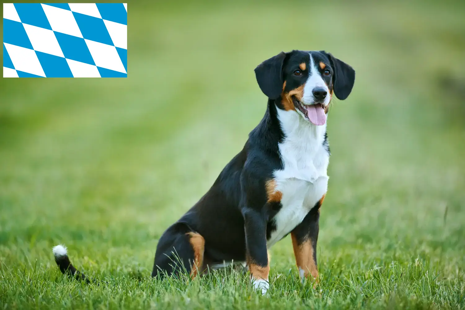 Entlebucher hegyikutya kölykök és tenyésztő Bajorországban Itt talál Entlebucher hegyikutya tenyésztőket Bajorországban.