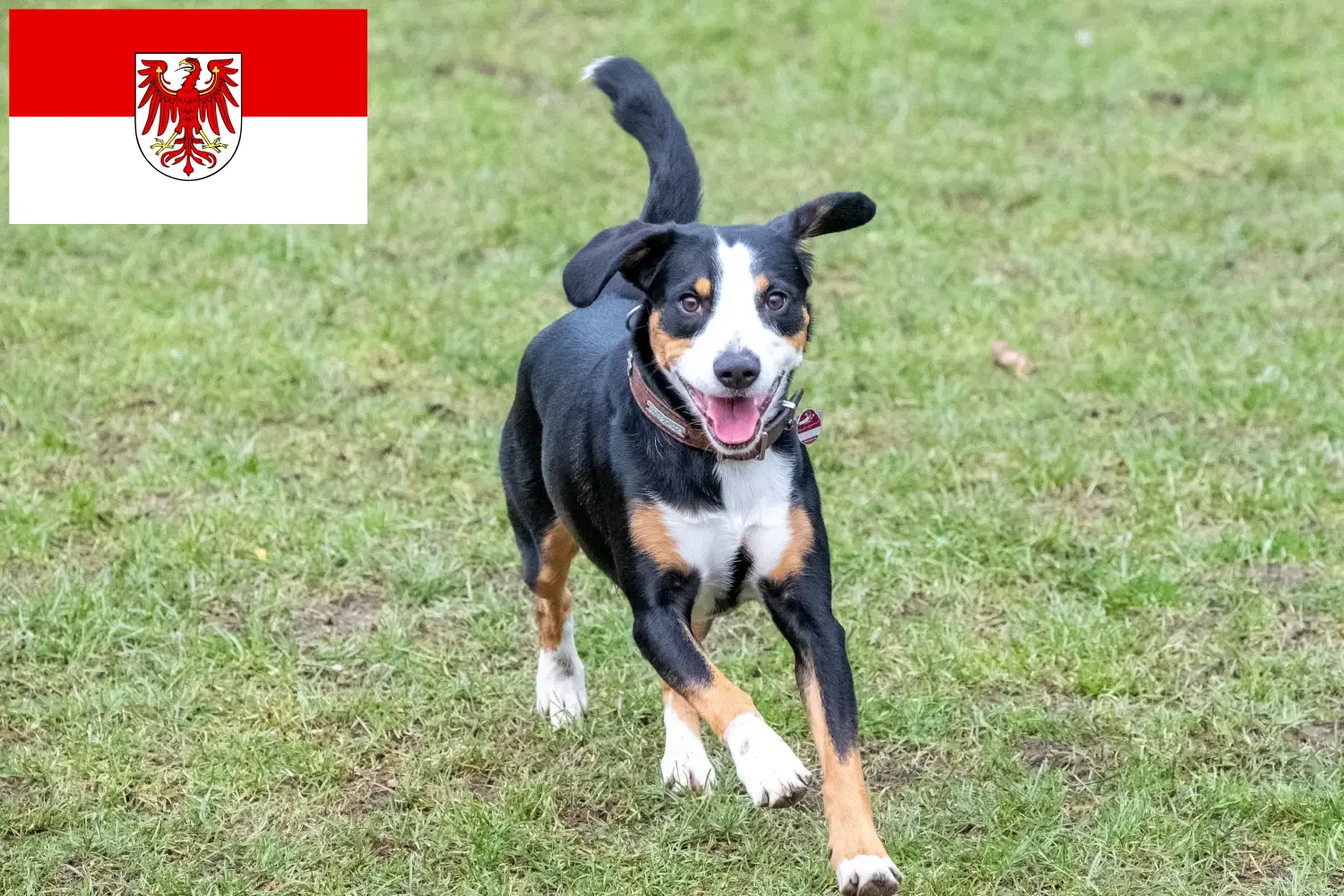 Entlebucher hegyikutya kölykök és tenyésztő Brandenburg tartományban Itt Entlebucher hegyikutya tenyésztőket talál Brandenburgban.