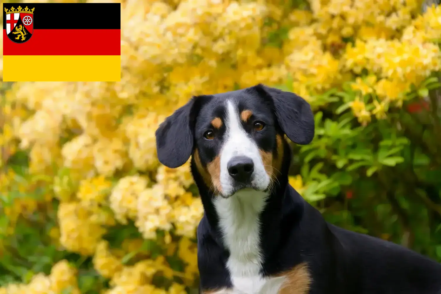 Read more about the article Entlebucher hegyikutya tenyésztő és kölykök Rajna-vidék-Pfalzban