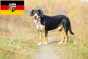Read more about the article Entlebuch hegyikutya tenyésztő és kölykök Saar-vidéken