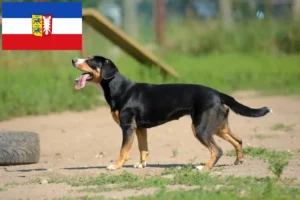 Read more about the article Entlebucher hegyikutya tenyésztő és kölykök Schleswig-Holsteinben