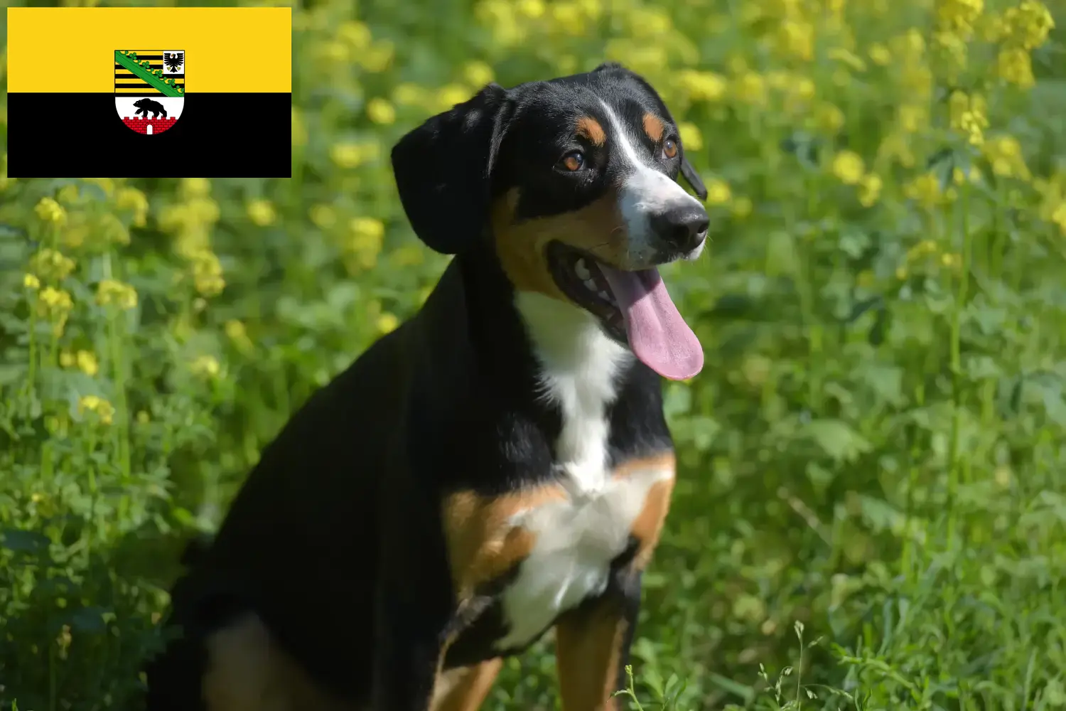 Entlebucher hegyikutya kölykök és tenyésztő Szász-Anhalt tartományban Itt Entlebucher hegyikutya tenyésztőket találhat Szász-Anhaltban.