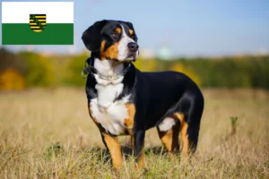 Read more about the article Entlebucher hegyikutya tenyésztő és kölykök Szászországban