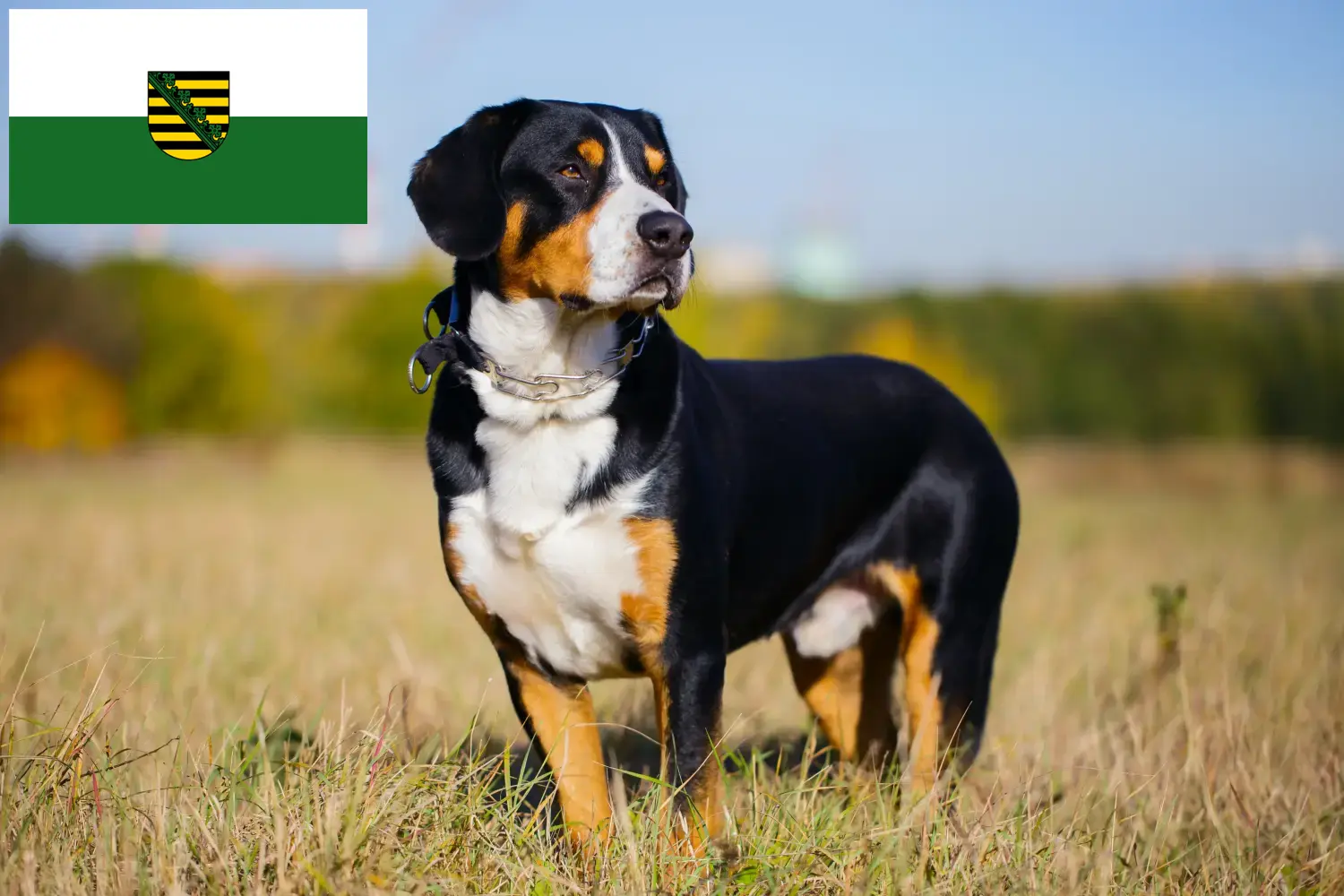 Read more about the article Entlebucher hegyikutya tenyésztő és kölykök Szászországban