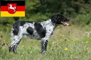 Read more about the article Epagneul Breton tenyésztők és kiskutyák Alsó-Szászországban