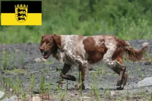 Read more about the article Epagneul Breton tenyésztők és kölykök Baden-Württembergben