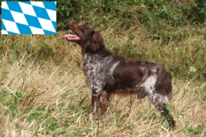 Read more about the article Epagneul Breton tenyésztők és kiskutyák Bajorországban