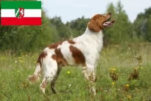 Read more about the article Epagneul Breton tenyésztők és kiskutyák Észak-Rajna-Vesztfália területén