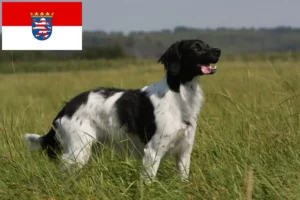 Read more about the article Epagneul Breton tenyésztők és kiskutyák Hessenben