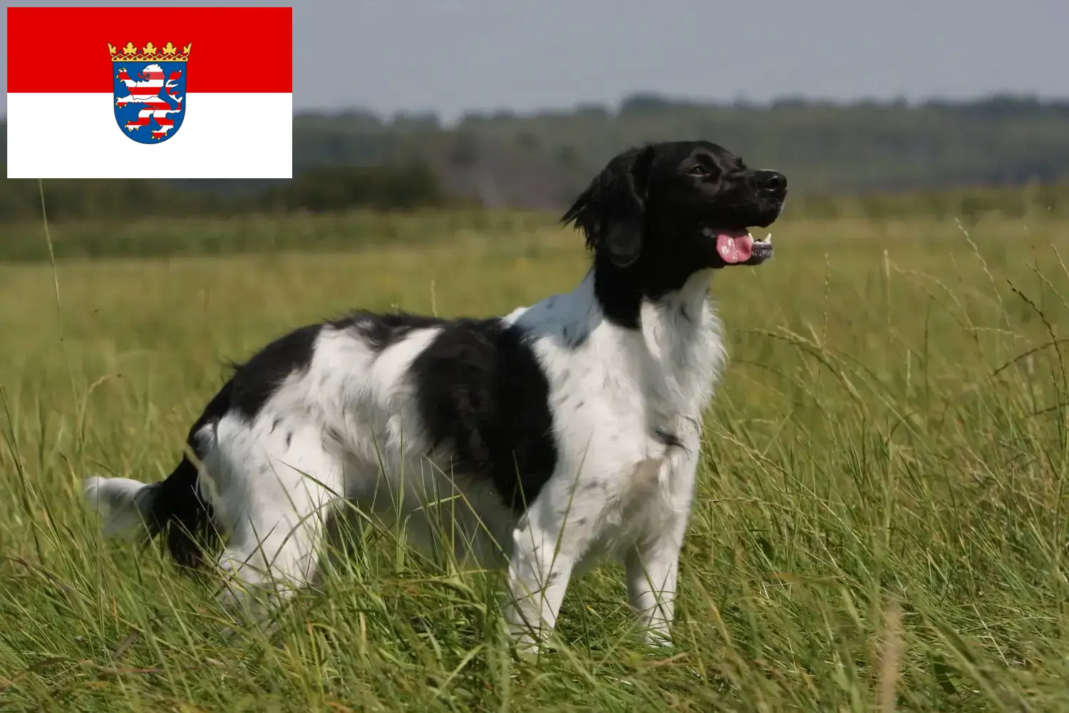 Epagneul Breton kölyökkutyák és tenyésztők Hessen Itt talál Epagneul Bretons tenyésztőket Hessenben.
