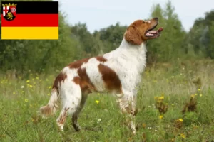 Read more about the article Epagneul Breton tenyésztők és kiskutyák Rajna-vidék-Pfalzban