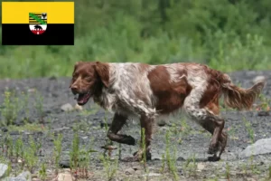 Read more about the article Epagneul Breton tenyésztők és kiskutyák Szász-Anhaltban