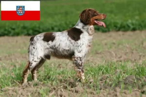 Read more about the article Epagneul Breton tenyésztők és kiskutyák Türingiában