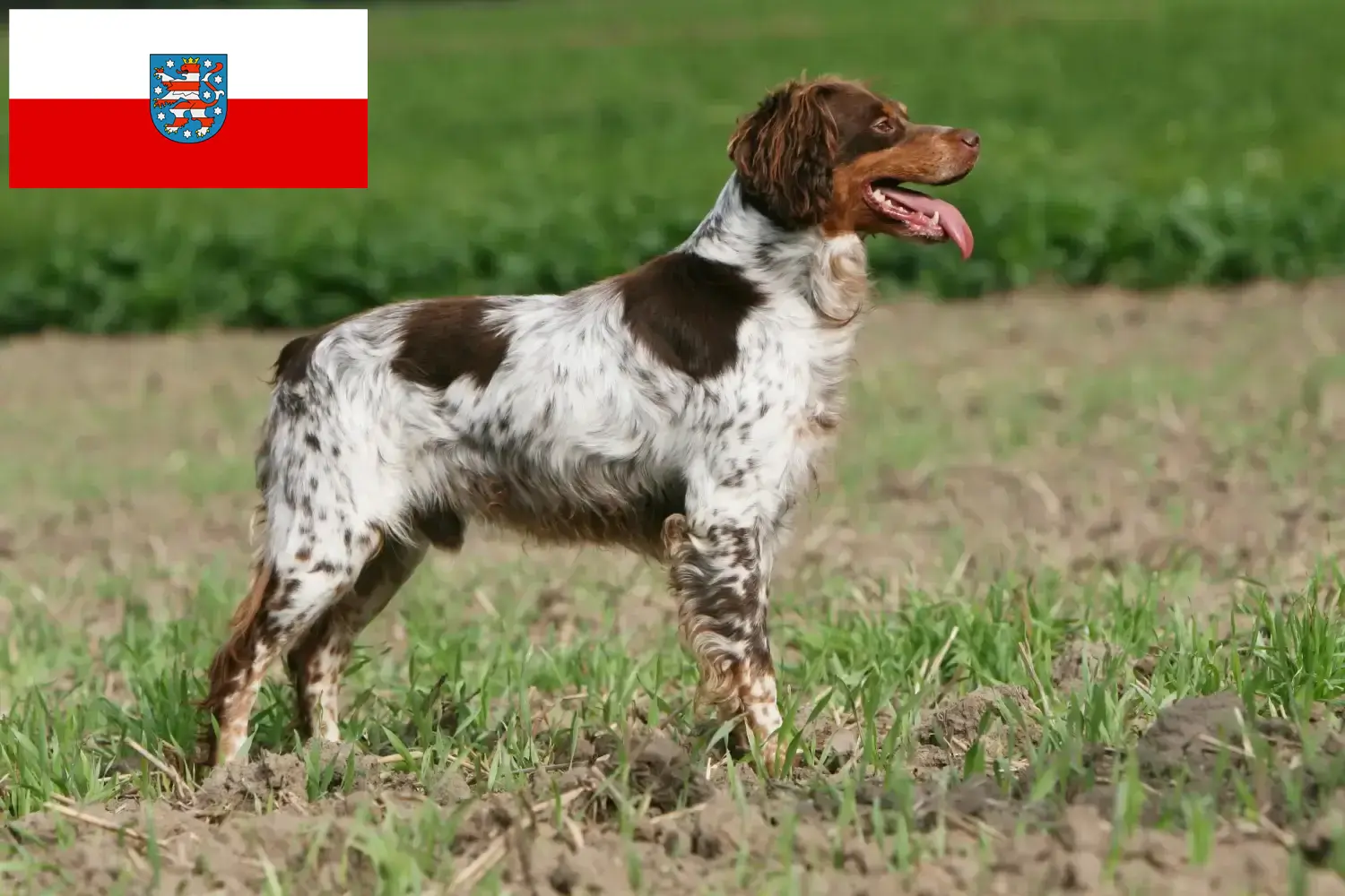 Epagneul Breton kiskutyák és tenyésztők Thüringia Itt talál Epagneul Bretons tenyésztőket Türingiában.