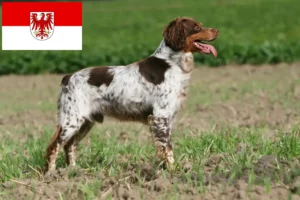 Read more about the article Epagneul Breton tenyésztők és kölykök Brandenburgban