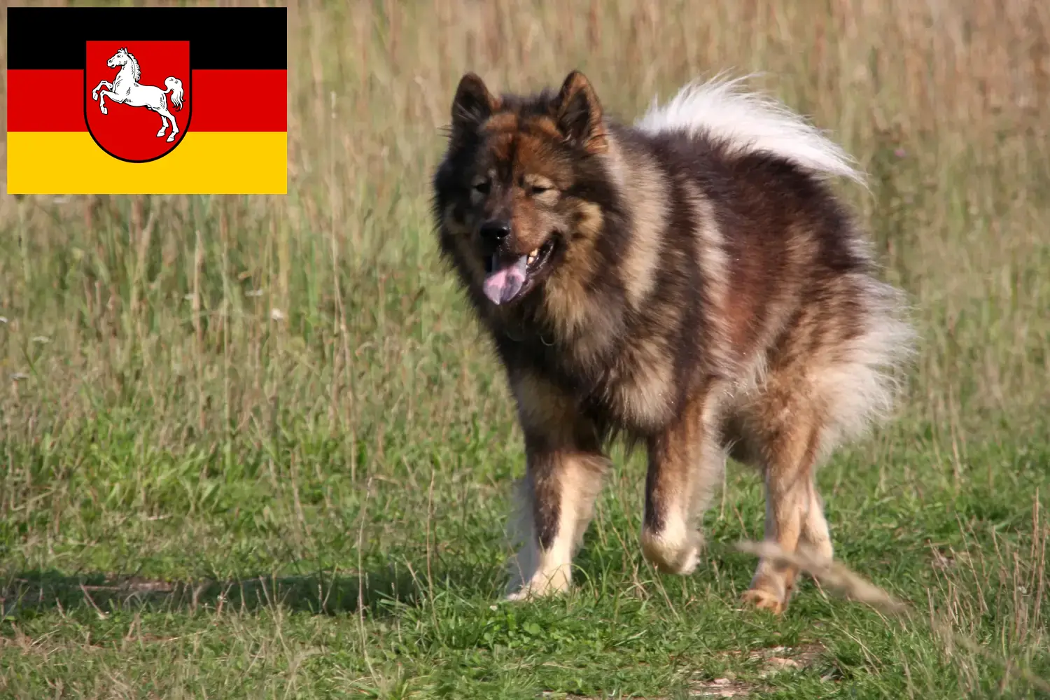 Eurasier kiskutyák és tenyésztők Alsó-Szászország Itt találsz Eurasier tenyésztőket Alsó-Szászországban.