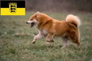 Read more about the article Eurasier tenyésztők és kölykök Baden-Württembergben