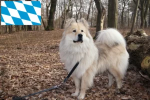 Read more about the article Eurasier tenyésztők és kölykök Bajorországban