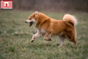 Read more about the article Eurasier tenyésztő és kölykök Brémában
