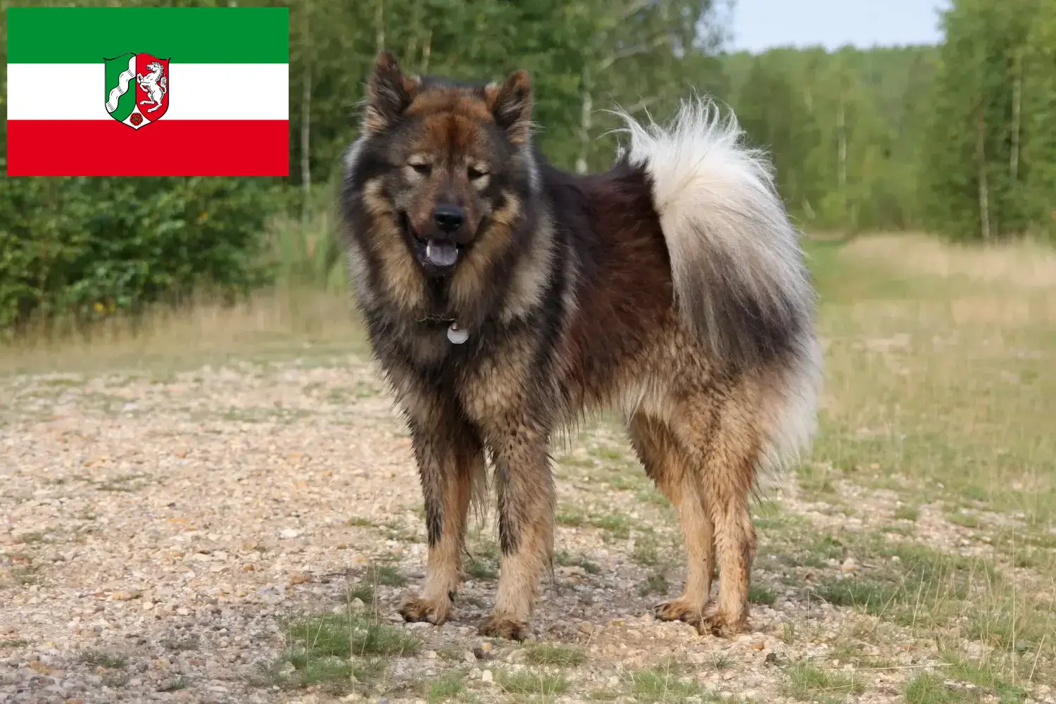 Eurasier kiskutyák és tenyésztők Észak-Rajna-Vesztfália Keress Eurasier tenyésztőket Észak-Rajna-Vesztfália területén.