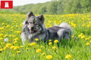 Read more about the article Eurasier tenyésztő és kölykök Hamburgban