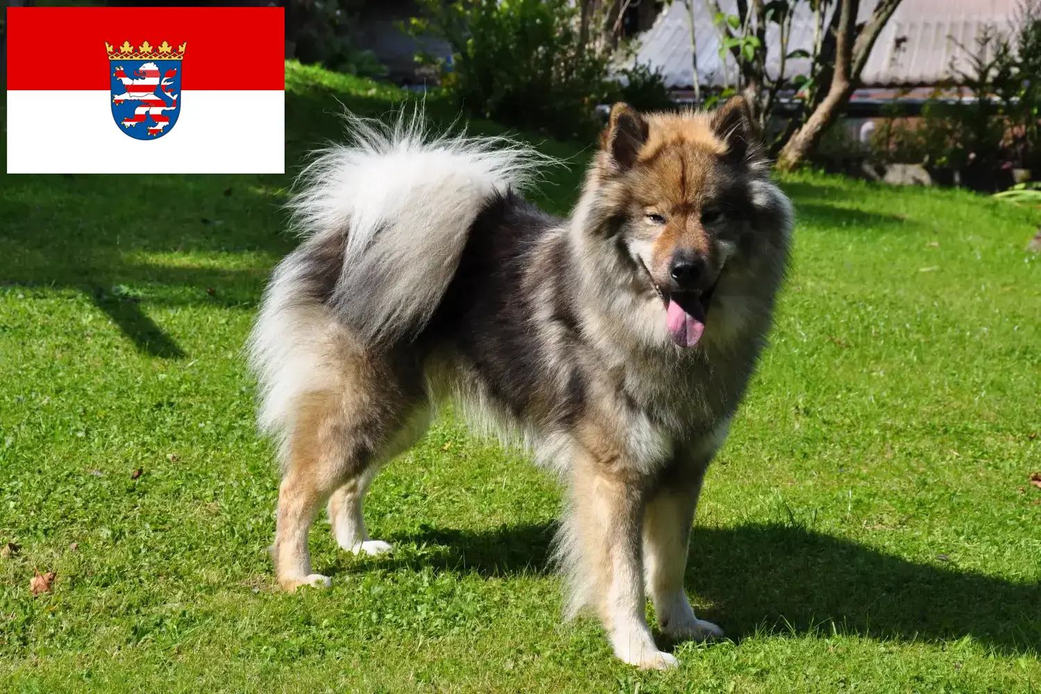 Eurasier kiskutyák és tenyésztők Hessen Itt találhat Eurasier tenyésztőket Hessenben.