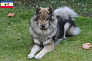 Read more about the article Eurasier tenyésztők és kiskutyák Mecklenburg-Vorpommernben