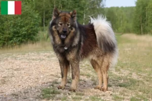 Read more about the article Eurasier tenyésztők és kiskutyák Olaszországban