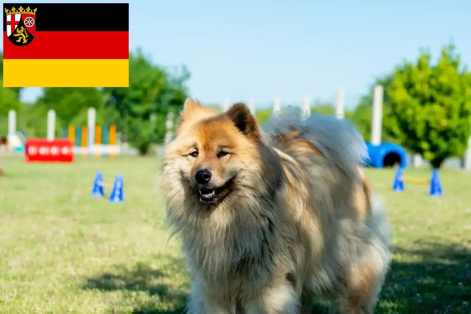 Eurasier kiskutyák és tenyésztők Rajna-vidék-Pfalz Rajna-vidék-Pfalz-i Eurasier tenyésztőket itt találsz.
