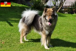 Read more about the article Eurasier tenyésztők és kölykök Saar-vidéken