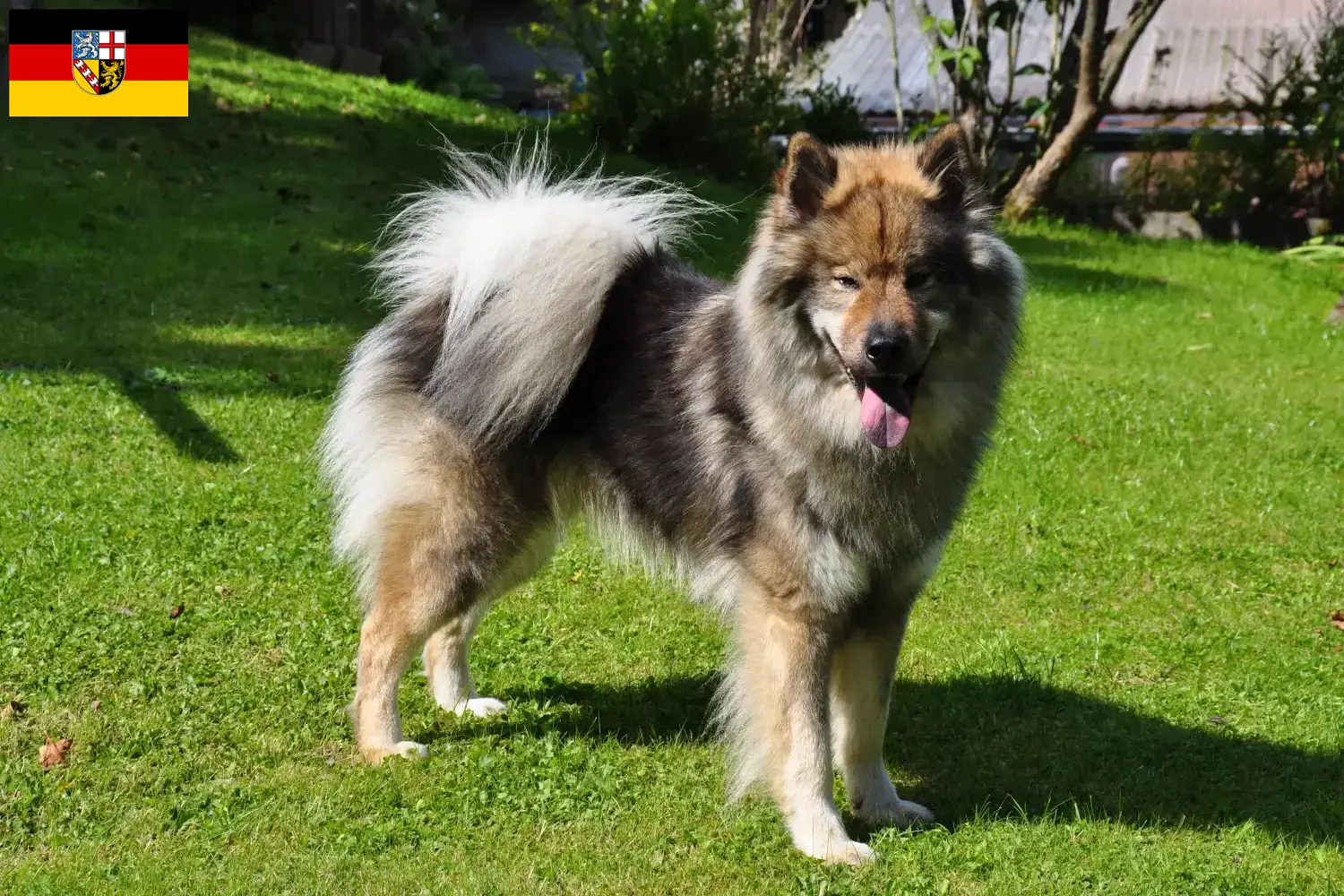 Eurasier kiskutyák és tenyésztők Saarland Itt megtalálhatja a Saar-vidéki Eurasier tenyésztőket.
