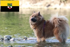 Read more about the article Eurasier tenyésztők és kölykök Szász-Anhaltban