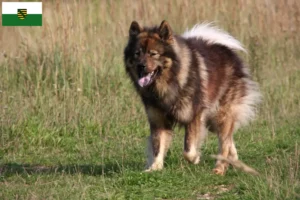 Read more about the article Eurasier tenyésztők és kölykök Szászországban