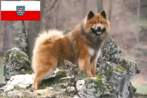 Read more about the article Eurasier tenyésztők és kölykök Türingiában